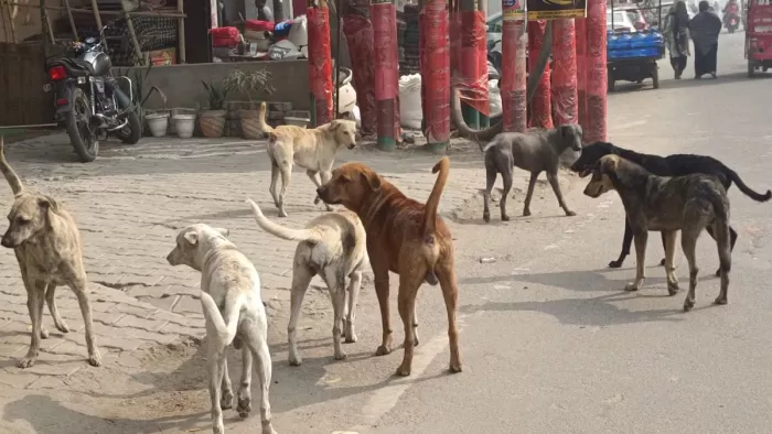 दंपती ने आवारा कुत्ते को डराने के लिए पत्थर उठाया था। (फाइल फोटो)
