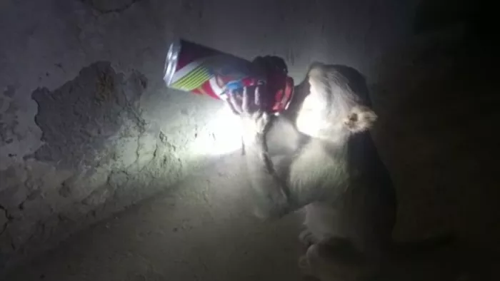 Sharabi Monkey in Raebareli: रायबरेली में शराबी बंदर का आतंक।