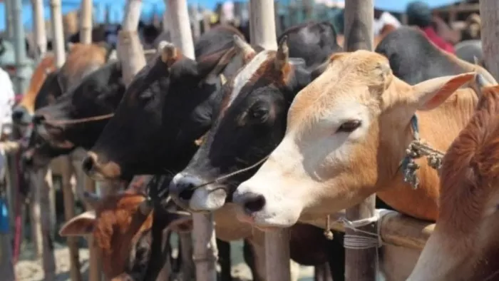 जम्मू-कश्मीर में गोवंश की तस्करी का एक और मामला। सांकेतिक तस्वीर