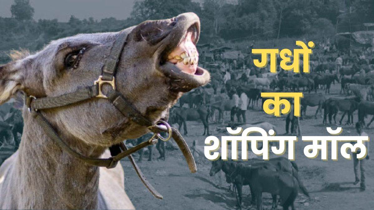 donkeys fair on mandakini river bank in chitrakoot mules are priced in lakhs