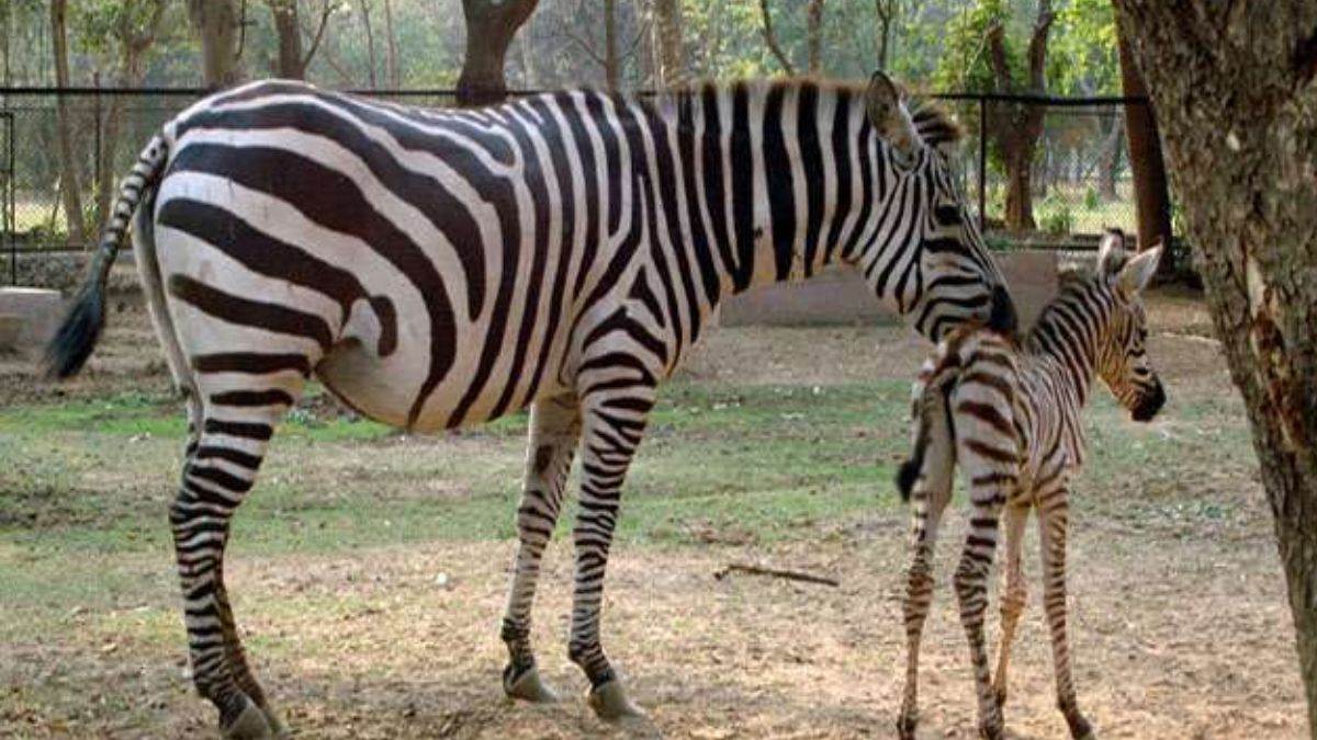 himachal kangras bankhandhi to get indias first igbc certified eco friendly zoo