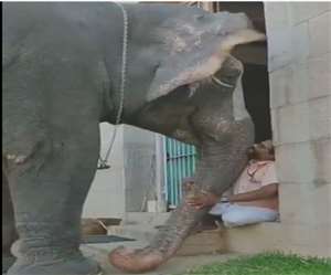 वीडियो देख ऐसा प्रतीत होता है कि मानो महावत हथिनी से हाल चाल और खानपान के बारे में पूछता है।