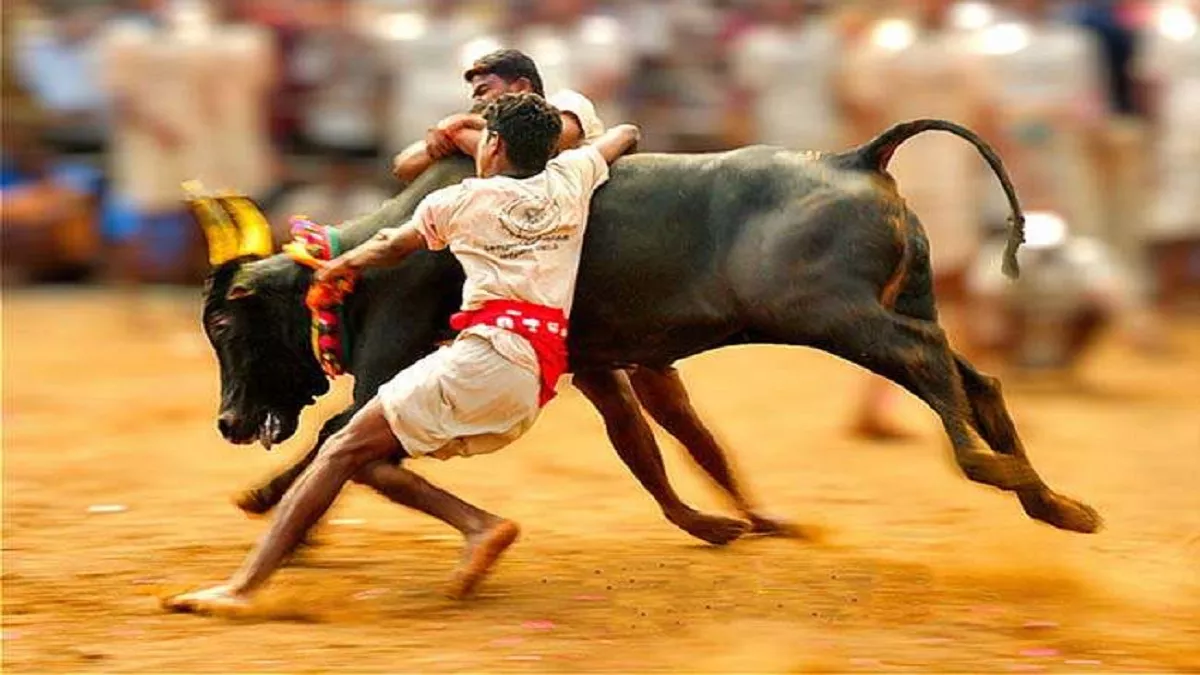Tamil Nadu: जोरों-शोरों से चल रही त्योहार जल्लीकट्टू की तैयारियां, जनवरी में होगा ये खेल शुरू