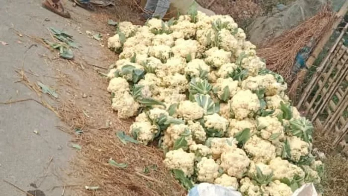 टेंशन खत्म! बस एक क्लिक में आपके किचन तक पहुंचेंगी ताजा सब्जियां, किसानों को भी मिलेगा फायद