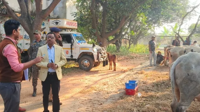 Jharkhand News: गिरिडीह में तस्करों के खिलाफ बड़ी कार्रवाई, गोवंश लदे 11 पिकअप वैन जब्त; पांच ड्राइवर को दबोचा