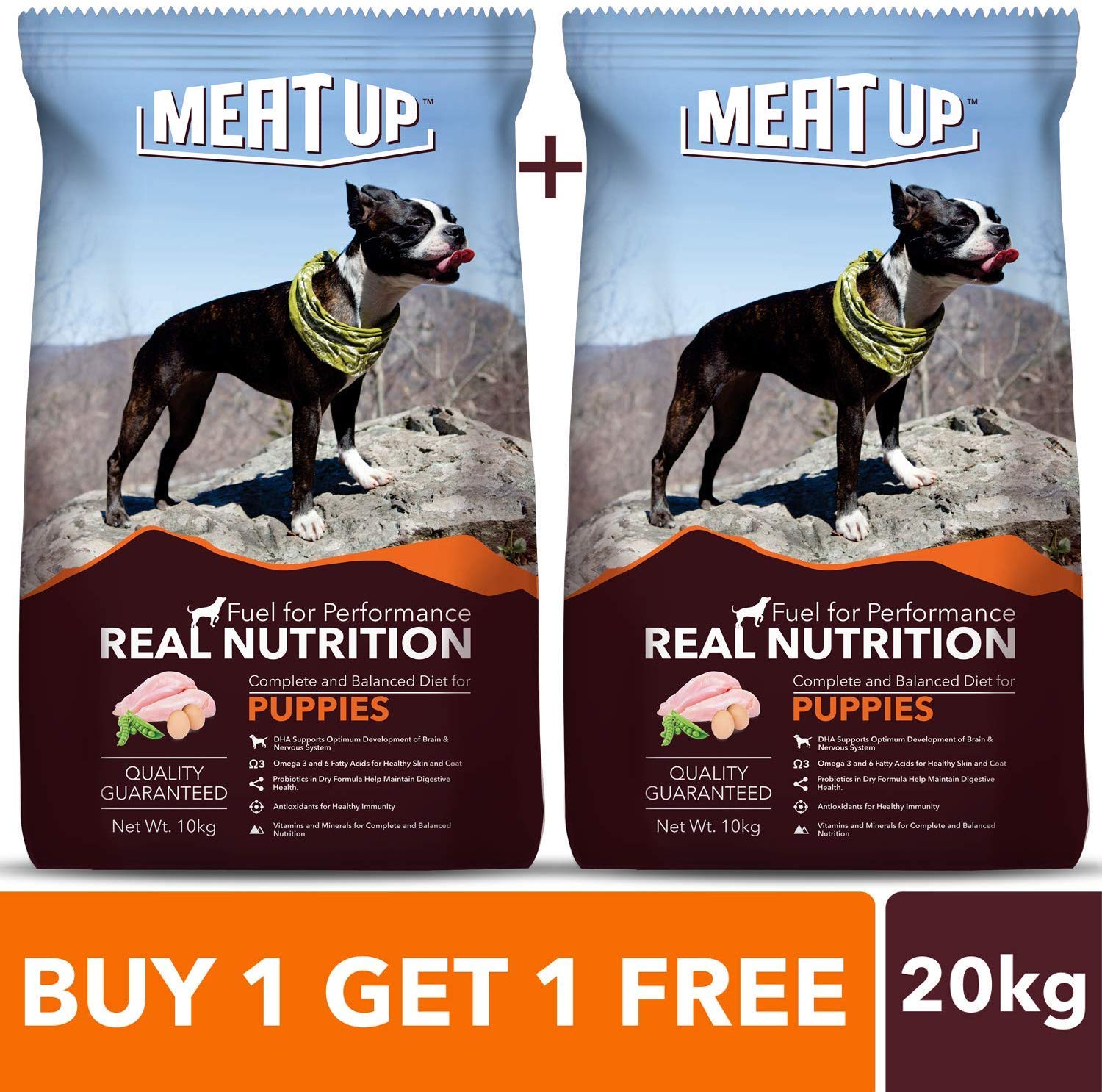 फूड जो आपके प्यारे डॉग का पेट भरने के साथ ही उसे रखेगा तंदरुस्त