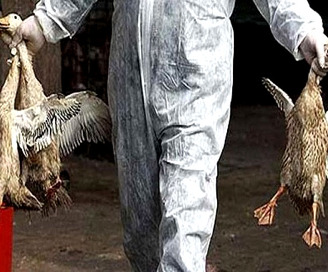 Coronavirus amid Bird Flu in Jharkhand Ranchi Based Birsa ...