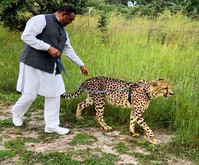 विजय सांपला का नया अवतार, सफारी में चीताओं के साथ 2