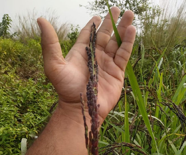 Black Rice: फैट घटाता है, खून भी साफ करता है; कीमत है 500 रुपये प्रति ...