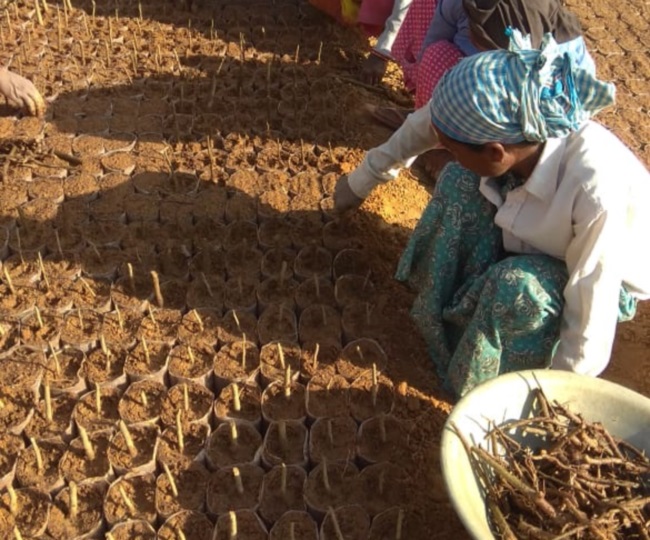 इस नर्सरी में जैविक खाद से लहलहा रहे एक लाख पौधे Jamshedpur News In this nursery one lakh