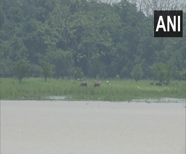 असम में बाढ़ का पोबितोरा पशुविहार पर पड़ा असर