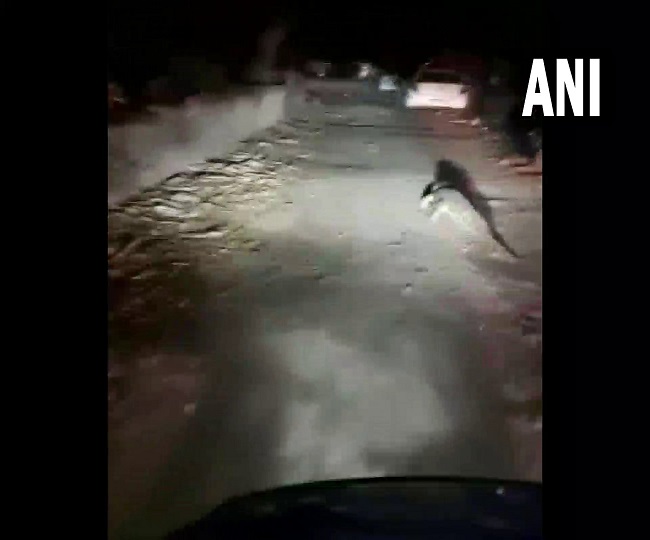 वडोदरा में आवासीय क्षेत्र में घुसा मगरमच्छ