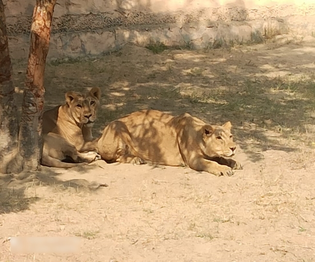 भिवानी के लघु चिड़ियाघर में शेर मंगलवार को रखेंगे पूरे दिन व्रत, जानिये