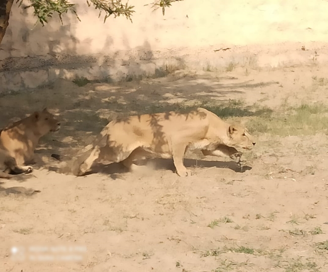 भिवानी के लघु चिड़ियाघर में शेर मंगलवार को रखेंगे पूरे दिन व्रत, जानिये