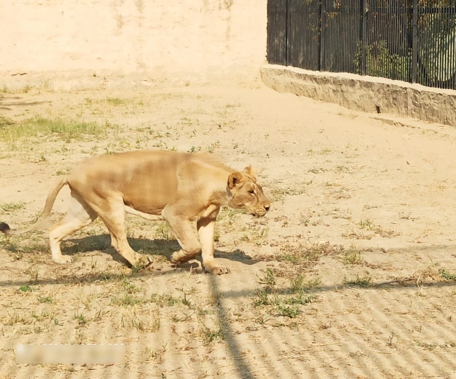 भिवानी के लघु चिड़ियाघर में शेर मंगलवार को रखेंगे पूरे दिन व्रत, जानिये