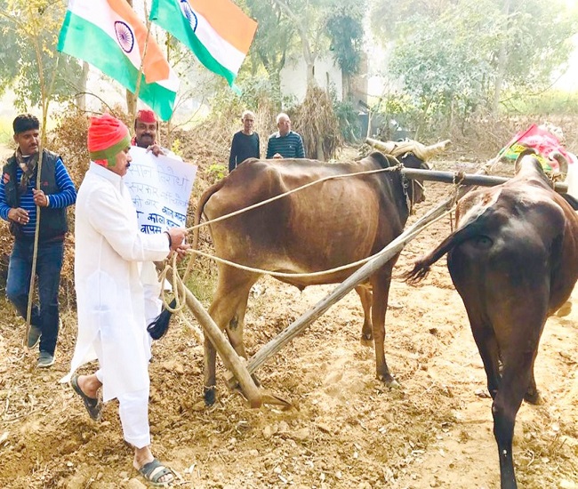 खेत में हल चलाकर सपाइयों ने किया किसानों का समर्थन-अलीगढ़  : समाजवादी पार्टी के राष्ट्रीय अध्यक्ष अख