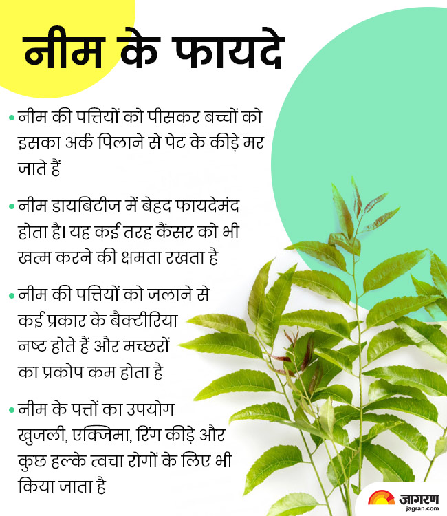 रोग प्रतिरोधक क्षमता बढ़ाती है नीम, कई रोगों से लड़ने में कारगर हैं