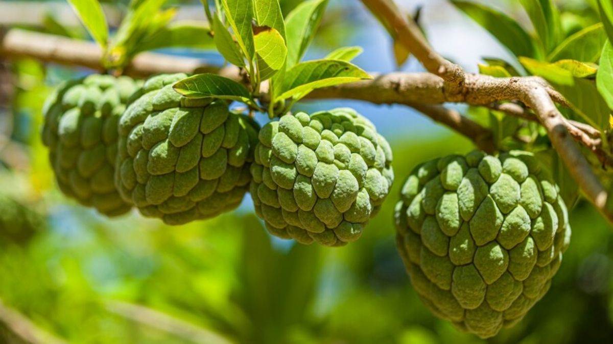 https://www.jagranimages.com/images/newimg/khanakhazana/09_2023-custard-apple.jpg