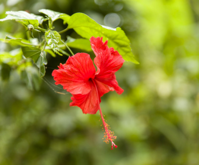 Treat hair problems with hibiscus flowers : गुड़हल के फूल से करें बालों से जुड़ी समस्याओं का उपचार Treat hair problems with hibiscus flowers : गुड़हल के फूल से करें बालों से जुड़ी समस्याओं का उपचार