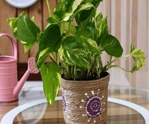 फेंगशुई टिप्स: मनी प्लांट को लगाने से मिलती है समृद्धि, लेकिन इन बातों का रखना होगा ध्यान