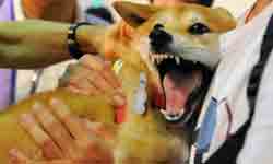 World Rabies Day:कुत्ते ही नहीं इन जानवरों से भी होता है रैबिज, 5 बातों की जानकारी ही बचाव