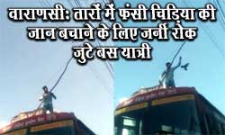 वाराणसी: बिजली के तारों में फंसी चिड़िया की जान बचाने को जर्नी रोक जुटे बस यात्री, देखें दिल छू लेने वाला नजारा