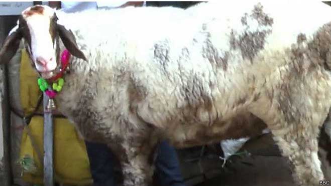 एक बकरा जो है लक्ज़री कार से महँगा - Inext Live
