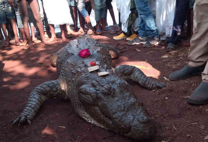 जानें एेेसा क्या था 130 साल के मगरमच्छ गंगाराम में, जिसकी माैत पर राेया पूरा गांव
