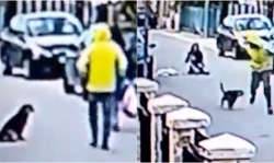 इंसानों से अच्छा तो गली का यह कुत्ता है जिसने अंजान लड़की को बचाने के लिए लगा दी अपनी जान