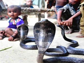इस गांव में सबके दोस्त हैं सांप, न तो काटते हैं, ना इनको मारा जाता है