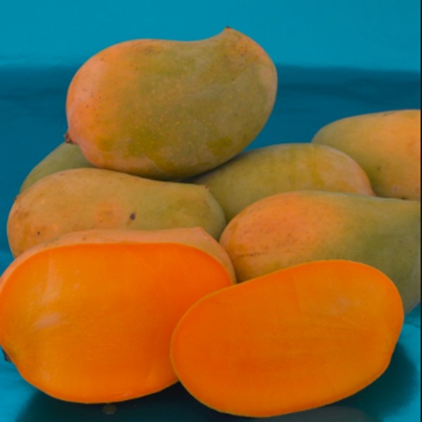 Types Of Indian Mangoes (Types Of Mangoes In Indian) 