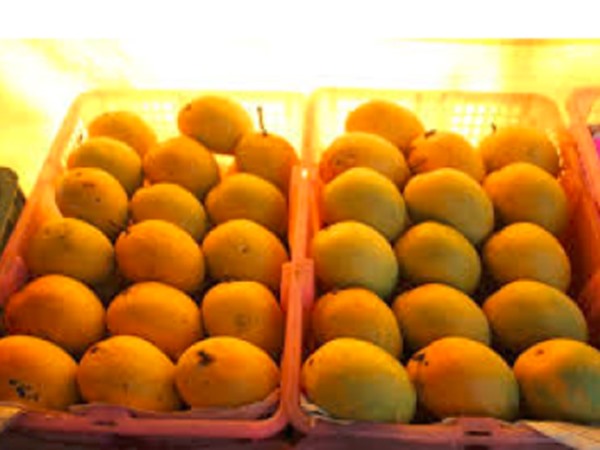 Types Of Indian Mangoes (Types Of Mangoes In Indian) 