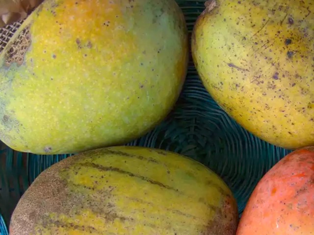 Types Of Indian Mangoes (Types Of Mangoes In Indian) 