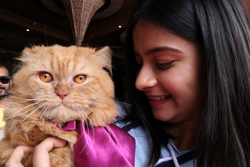 Indore Cat Show worth of Two lakhs fifty thousands rupees cats became the  center of attraction