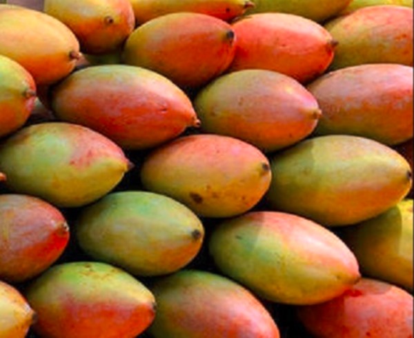 Know more than 10 Indian mango varieties and trick to identify them