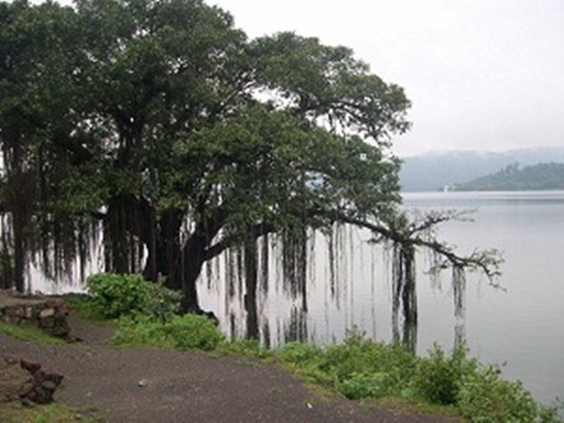 naidunia_image