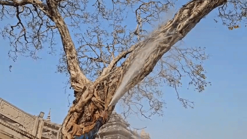 श्री काशी विश्वनाथ प्रांगण के सूख रहे प्राचीन पीपल वृक्ष को बचाने के ल ...