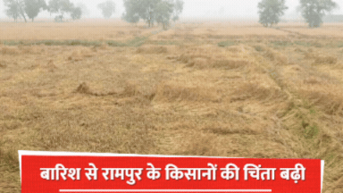 रामपुर में तेज बारिश और हवा से किसानों की धड़कनें बढ़ीं, बिजली आपूर्ति भी बाधित