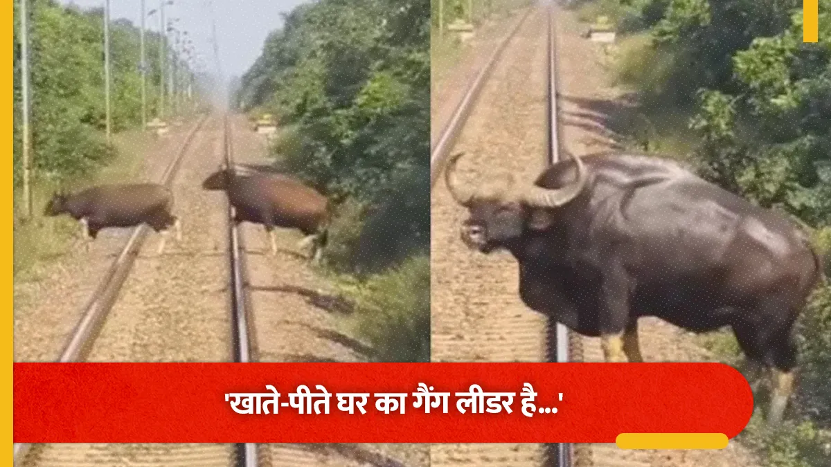 loco pilot stops train as herd of wild animals appears on tracks onlookers left stunned upon seeing the massive leader of herd
