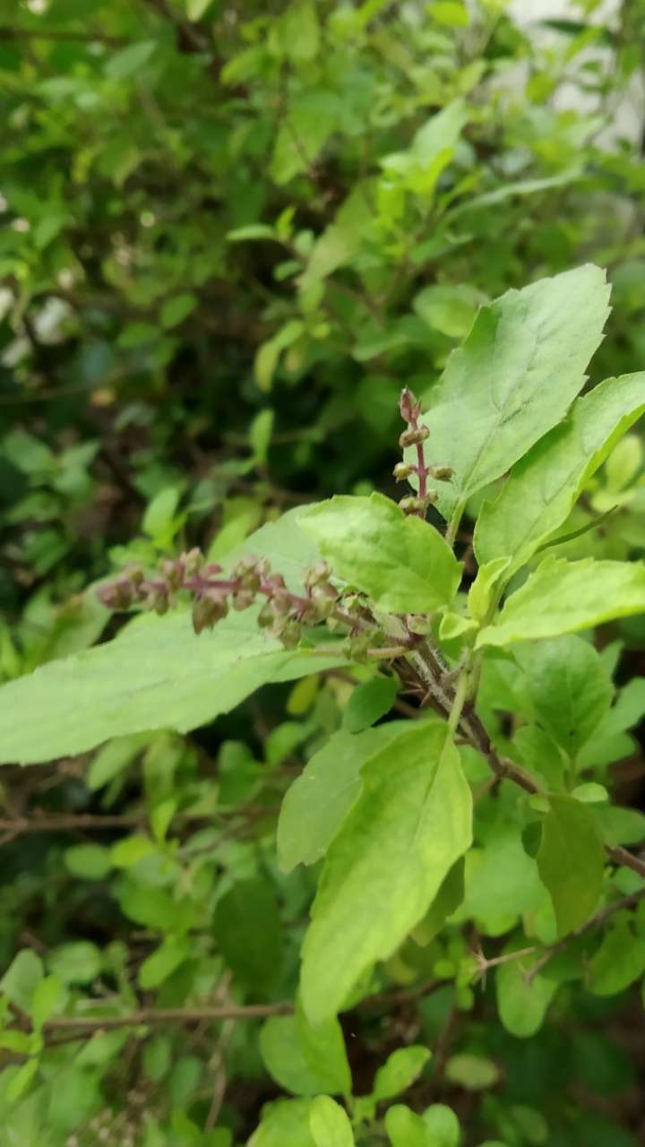 तुलसी विवाह के दिन ये उपाय करने से बदल जाएगी लाइफ