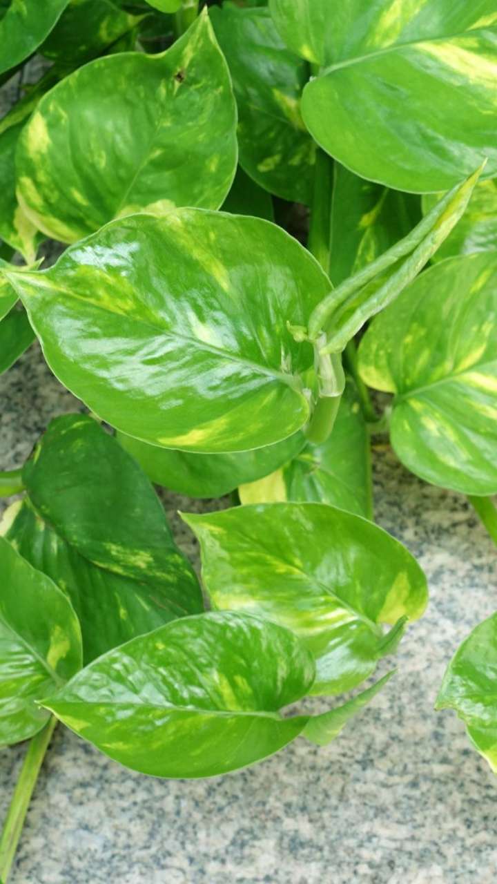 मनी प्लांट से जुड़ी ये गलतियां करने से हो सकते हैं कंगाल