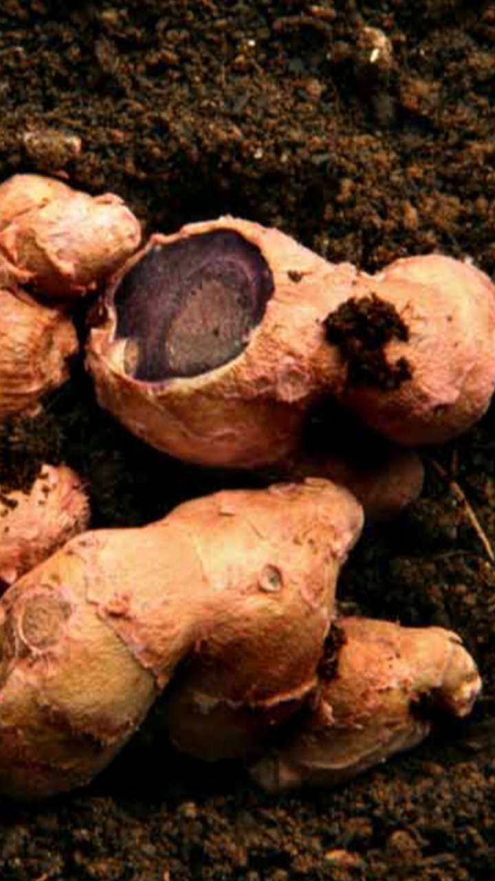 इन बीमारियों से राहत के लिए जरूर खाएं काली हल्दी