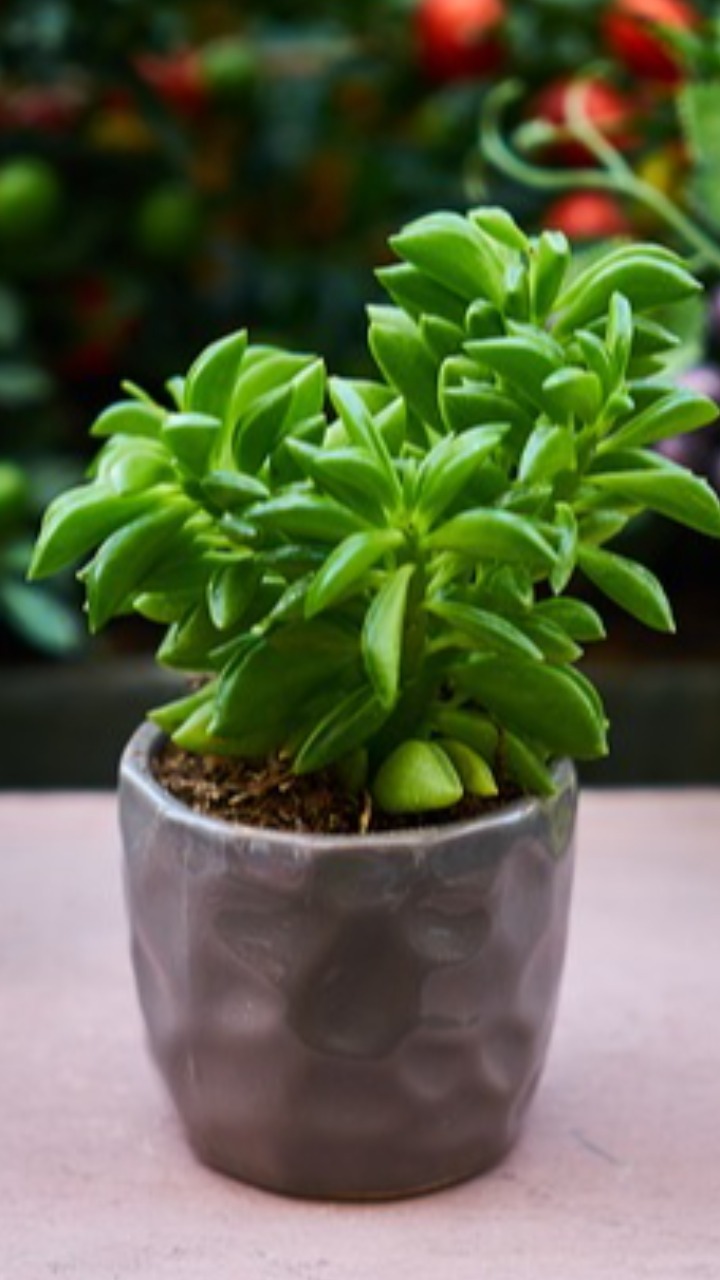 Beautiful plants that give oxygen indoors