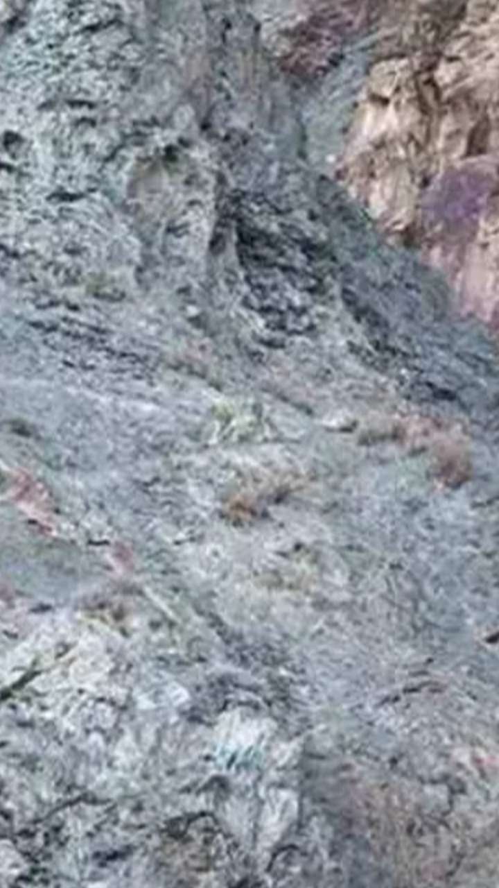 शिकारी जैसी नजर ढूंढ सकती है तस्वीर में छुपा बाघ