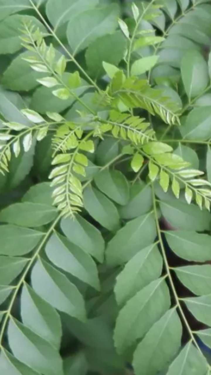 करी पत्ते के ये फायदे जानेंगे तो आप चौक जाएंगे