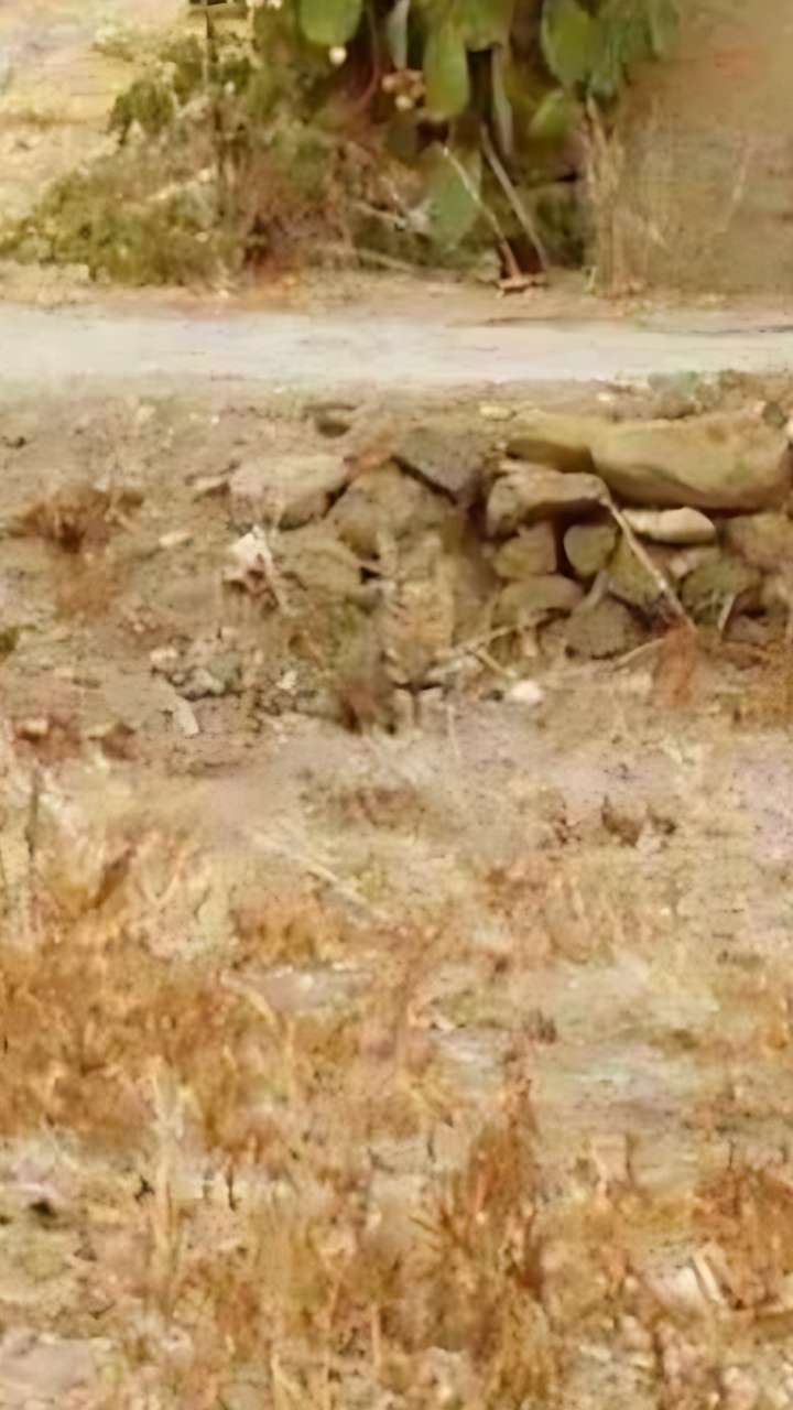 केवल बाज जैसी नजरें ही ढूंढ पाएंगे तस्वीर में छुपी बिल्ली