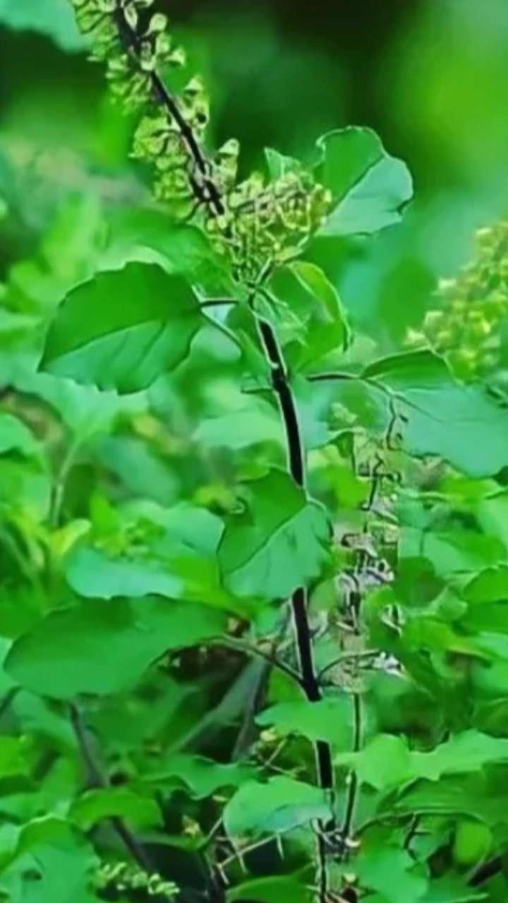 तुलसी सूखने पर करें ये उपाय, नहीं होगा आर्थिक नुकसान