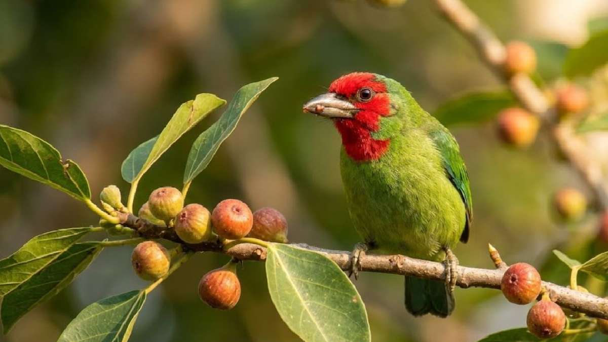 मालाबार बारबेट 