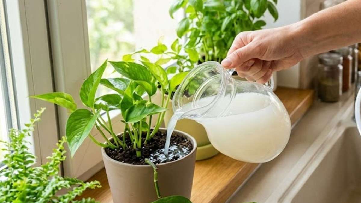 Kitchen waste holds the key to plant life Make inexpensive organic fertilizer using these 5 household items