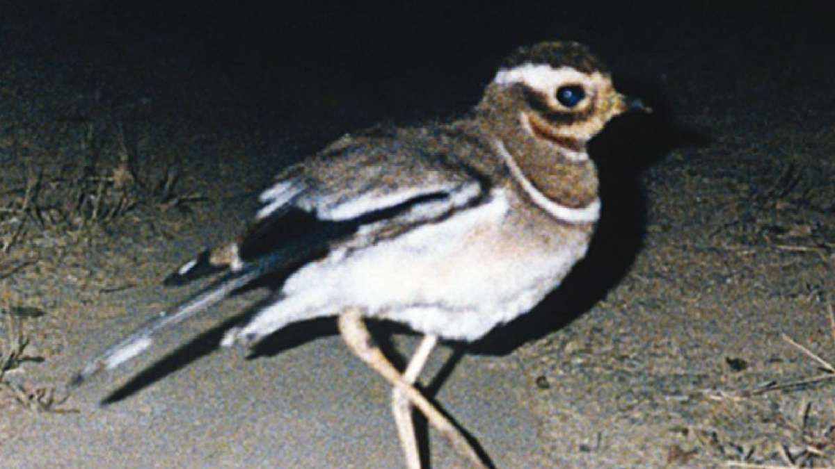 जेर्डन कोर्सर 